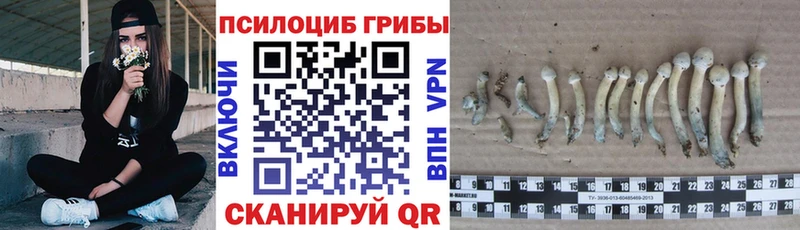 блэк спрут зеркало  Ильский  Псилоцибиновые грибы GOLDEN TEACHER  как найти закладки 